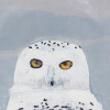 snowy owl